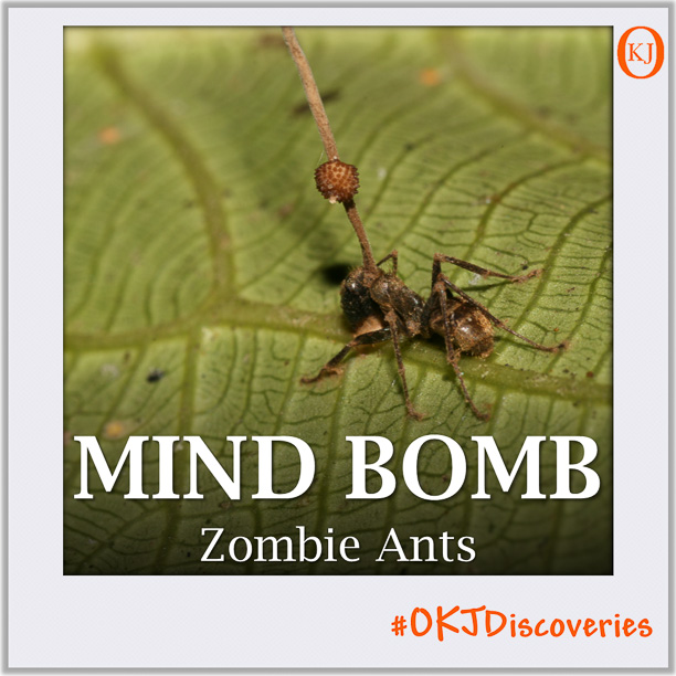 zombie-ant-mind-bomb-015-featured-image.jpg